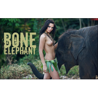 BONE ELEPHANT Â©_20-1wTmRd6a092gKLv3F8tMn8xoua5jc9JQ.jpg